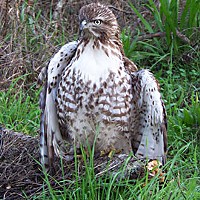 Red Tail Stare-Down