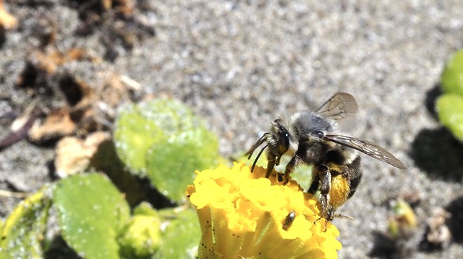 Lecture on Discovering Native Bees by Sharon Levy