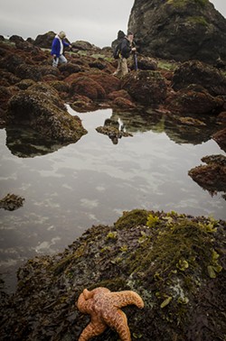 PHOTO BY MARK A. LARSON - Long-time local nature photographer Larry Ulrich (right) and his wife, Donna, were photographed while they were at work searching for another photograph during an exceptional low tide at Luffenholtz Beach near Trinidad on Saturday, April 27 at 8:15 a.m.