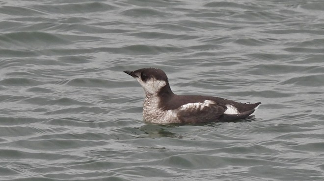 Marbled Murrelets off the Northern California Coast