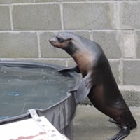 Mork, an abandoned northern fur seal pup, was rescued from a beach near Crescent City in December.