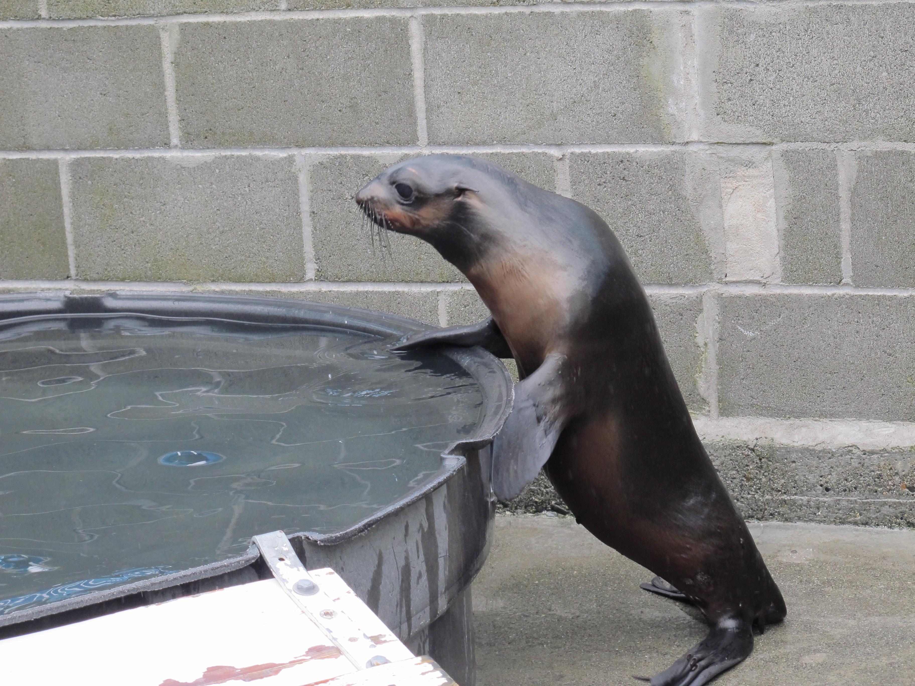 Mork, an abandoned northern fur seal pup, was rescued from a beach near Crescent City in December. - DEIDRE PIKE