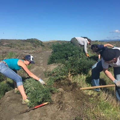 Volunteers removing non-native yellow bush lupine