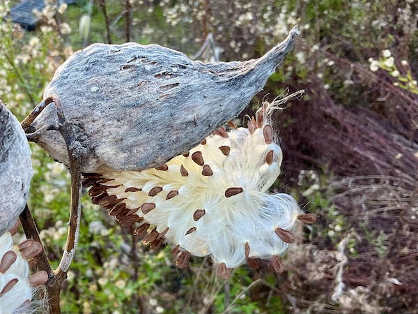 milkweed fruit presenting seeds