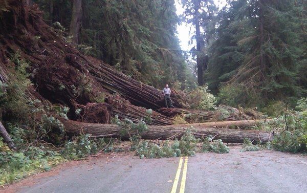 No more purloined burl! (These are trees downed in a 2011 storm; road closure measures won't be this drastic.) - REDWOOD NATIONAL AND STATE PARKS VIA KCET