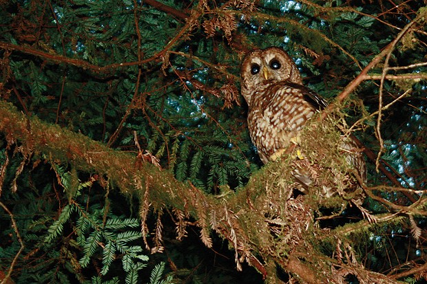 Northern Spotted Owl - PHOTO BY ZACH ST. GEORGE