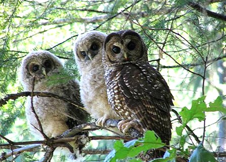 Northern Spotted owls - PHOTO COURTESY OF THE U.S. FISH AND WILDLIFE SERVICE