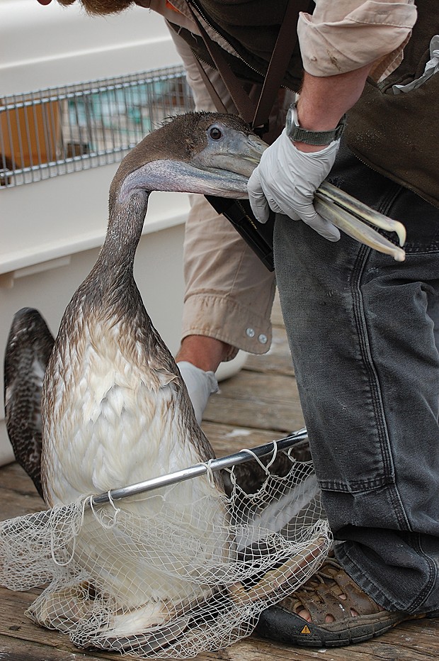Monte Merrick rescuing an oiled pelican from the Trinidad Pier in 2012. - PHOTO BY DREW HYLAND