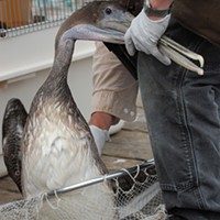 Monte Merrick rescuing an oiled pelican from the Trinidad Pier in 2012.