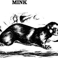 Ohio Wildlife Biologists observe that the mink is a solitary, restless creature which associates willingly with other mink only during their mating season.