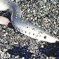 On the north spit at the mouth of the Klamath River, a worried-looking (or so we imagine) Pacific lamprey awaits its fate: someone’s smokehouse, or perhaps more immediately a dinner plate. Photo by Heidi Walters