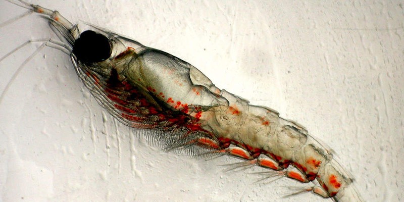 Pacific krill