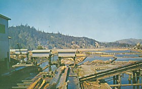 Pacific Lumber Company Log Pond, ca. 1960. Photo courtesy sunnyfortuna.com.