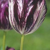 Rare Black and White tulips ‘Tulipomaniacs of the 1630s would have given a fortune to own.’ Photo courtesy Old House Gardens.