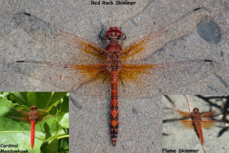 Red dragonflies - ANTHONY WESTKAMPER