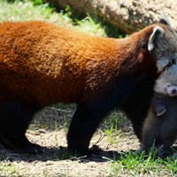 Red panda Stella Luna carries her newborn cub outside the den for the first time at Sequoia Park Zoo.