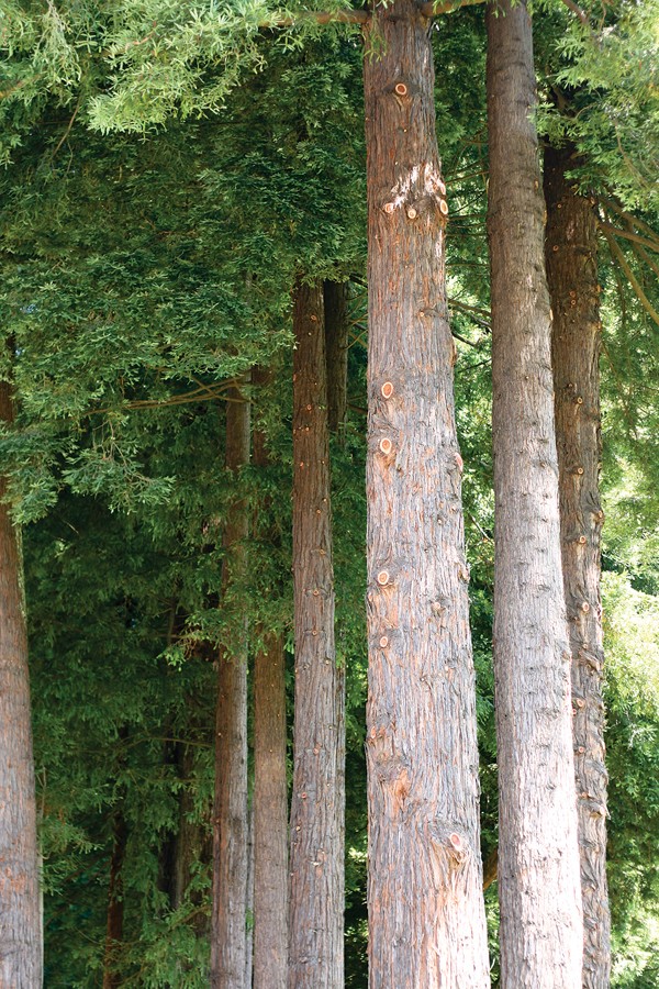 Redwood Park - PHOTO BY BOB DORAN