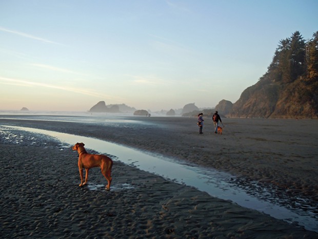 Rusty the Ridgeback admires the sunset at Moonstone Beach. - PHOTO BY KEN MALCOMSON