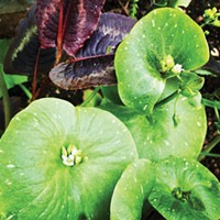Salad at your feet: Miner's lettuce.