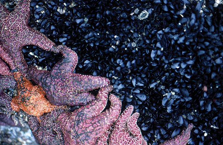 Sea stars, anemones and mussels exposed at low tide. - PHOTO BY REES HUGHES