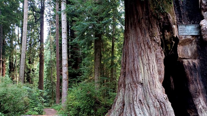 Sequoia Park Find-Your-Way 5K