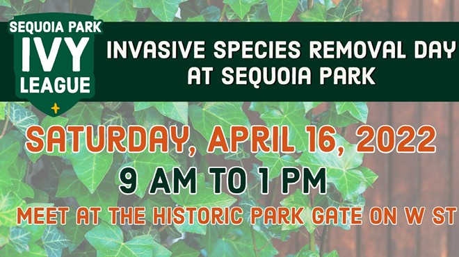 Sequoia Park Ivy Removal