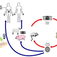 Simplified life cycle for T. gondii: after reproducing in cats (primary hosts) the parasite is passed on to an intermediate host such as a rat, which becomes infected after ingesting water or plant material contaminated with oocysts in the cats' feces.