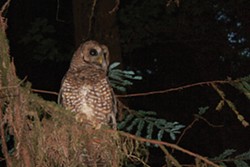 PHOTO BY ZACH ST. GEORGE - Spotted owl