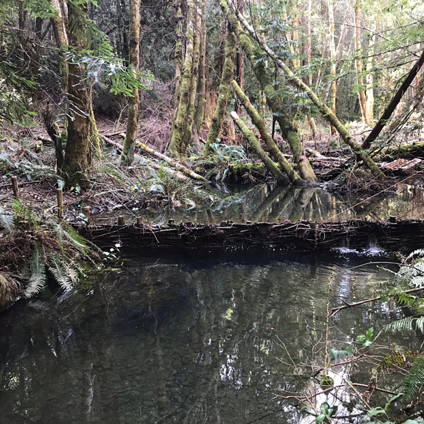 Beaver dam analog structures in Lost River in winter.