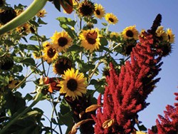 PHOTO BY HEATHER JO FLORES - Sunflowers with amaranth.