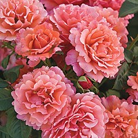 The Easy Does It™ Rose. Photo Courtesy of All-American Rose Selections.