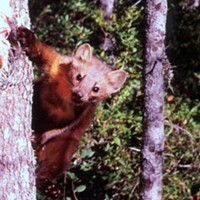 The Marten’s Fine, Says the Feds
