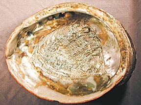 The prized red abalone. usgs.gov photograph by David Lindberg.