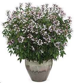 COURTESY OF PROVEN WINNERS PLANTS. - The Seniorita Blanca spider flower: tall, pretty and totally legal.