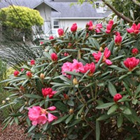 Those Elusive Winter Blooms