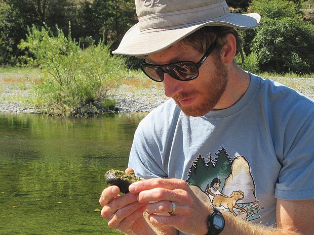 Keith Bouma-Gregson is one of many scientists and citizen scientists trying to learn more about toxic blue-green algae. Here he examines an algae-coated rock at the south fork of the Eel River. - PHOTO BY JACOB SHAFER