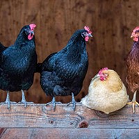 Fairs Cancel Poultry Shows Amid Newcastle Disease Fears