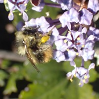 HumBug: Early Spring Pollinators