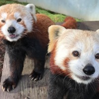 Sequoia Park Zoo Foundation Fundraiser Zootini Going Virtual