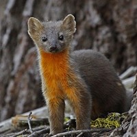 Humboldt Martens Granted Threatened Species Status