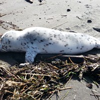 No Touching: It's Seal Pupping Season