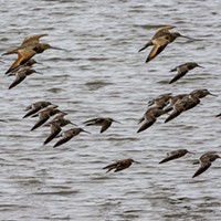 Godwit Days Are Here Again