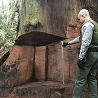 Redwood Burl Poacher Sentenced to Community Service, Probation, Banned from Park