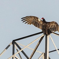 Meet Turkey Vulture No. 80
