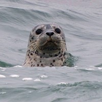 Seal Spotting and Santa
