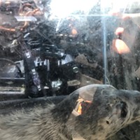 Eureka Police Save Baby Seal Being Taken Away in Car (with Video)