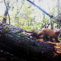 Traditional Ecological Knowledge and Saving the Humboldt Marten