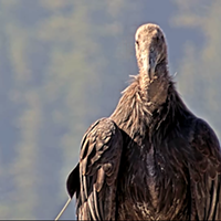 Six Condors Now Fly Free Over Humboldt
