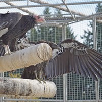 Two More California Condors Set to Fly Free