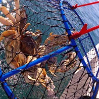 Sport Crab Trap Restrictions to End Monday